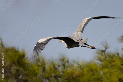 Fotografie Grey Heron (Ardea cinerea) Flying Over Pine Trees in August, Akrotiri, Cyprus