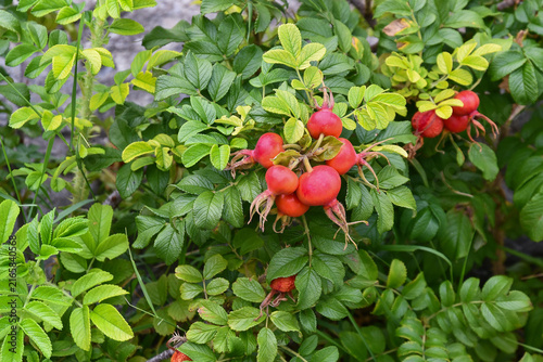Ripe red rose hips of Rosa rugosa shrub with green wrinkled leaves in an alpine garden, Aosta Valley, Italy