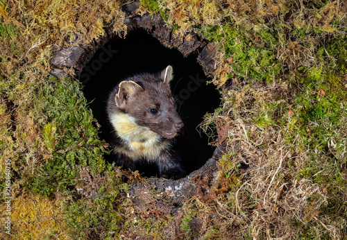 A wild European pine marten, Scientific name: Martes martes, foraging in weather beaten hollowed out tree stump covered in grees moss. Facing front.  Horizontal.  Copy space