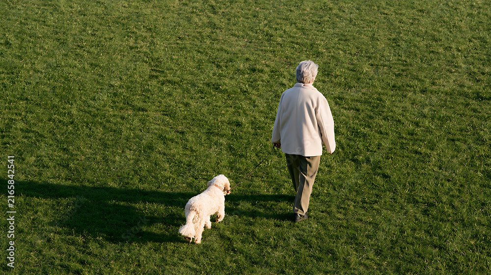 Fototapeta premium An elderly person and a cute white dog, canis lupus familiaris, stroll across a lush green meadow during a peaceful afternoon outdoors