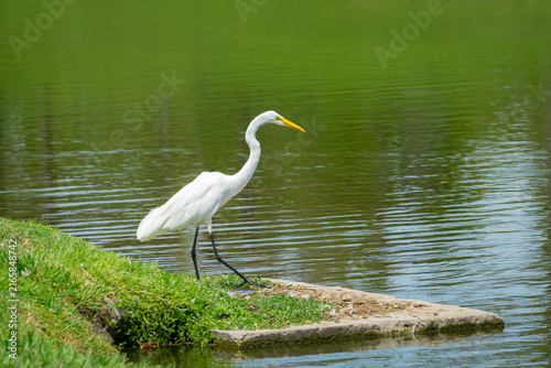 A large white bird with black legs know as the Great Egret and part of the heron family is standing at the edge of a lake in Fullerton, California