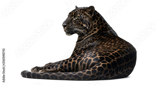 Majestic black jaguar with beautiful rosette patterns lying down isolated on a solid white background