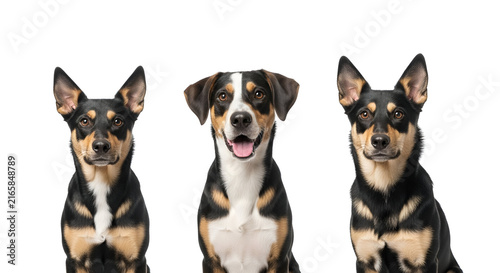 Three Loyal Mixed Breed Dogs with Black and Tan Fur Sitting Together on a Pure White Background