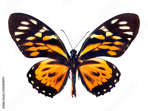 Bright colorful tropical butterfly isolated on transparent background. Papili...
