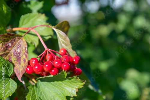 close-up cluster of glossy bright red viburnum berries hanging on branch with green and brown leaves, soft green bokeh background.
