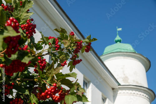 Obraz na plátne dense viburnum branches laden with bright red berry clusters in foreground, blurred white monastery building and green dome with cross behind
