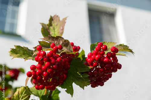 Foto two large clusters of ripe red viburnum berries with green and brown leaves in sharp focus, blurred white monastery wall and window behind