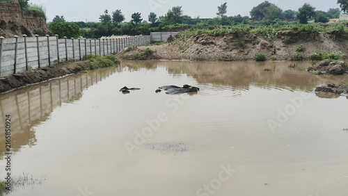 Canvas Print Water buffalo bathing in muddy pond, rural livestock cooling in murky water, far
