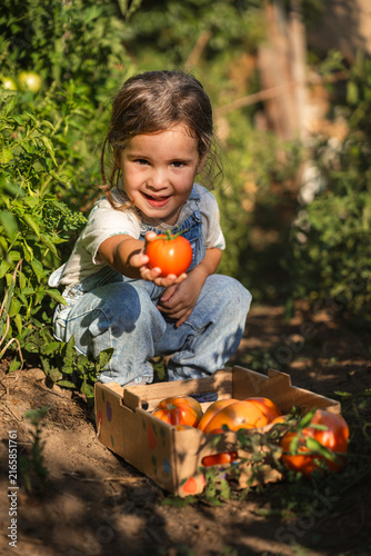 Little girl smiles, holding ripe tomato