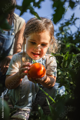 Little girl holds red tomato in garden