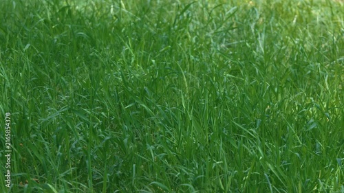 Bright sunlight and green grass swaying in the breeze