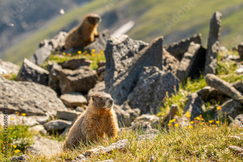 Marmots Colorado