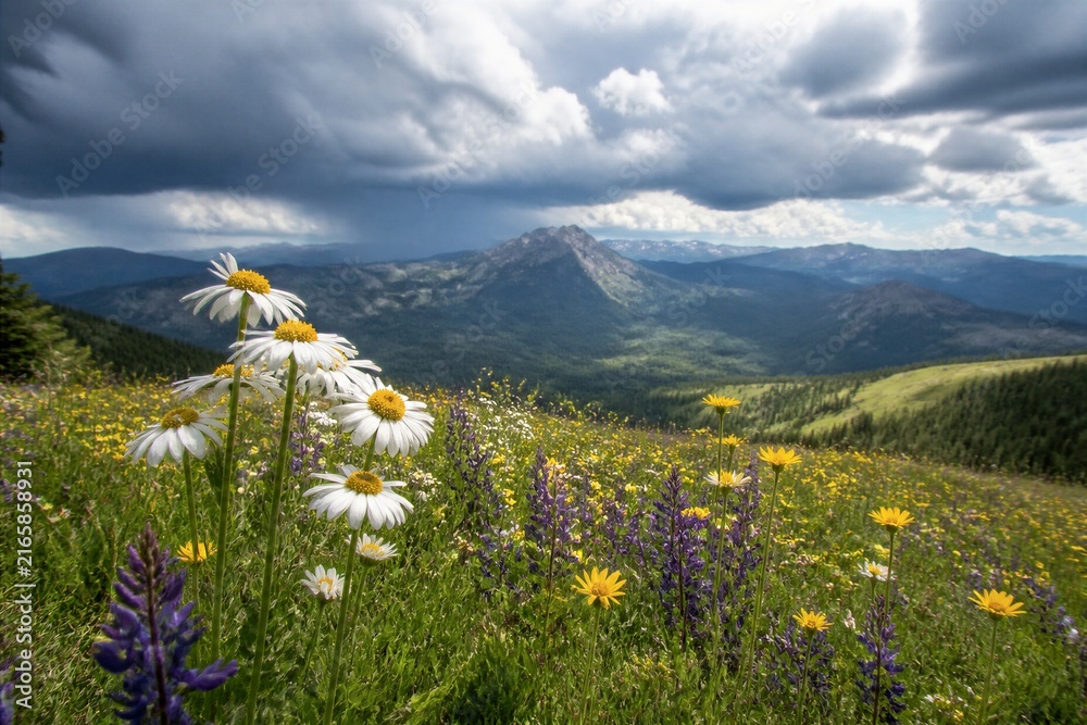 Fototapeta premium Wildflowers bloom on a sunlit mountain meadow. Daisies and purple blooms fill the foreground. Clouds loom over distant, snow-capped peaks. Nature's vibrant colors contrast with stormy skies