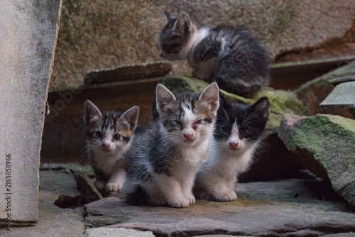Фотография Vulnerable stray kittens living among ruins and battling an untreated eye disease