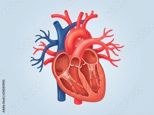 Anatomical cross section diagram