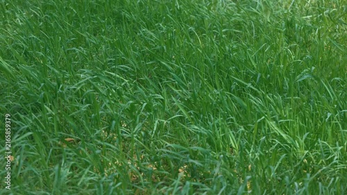 Bright sunlight and green grass swaying in the breeze