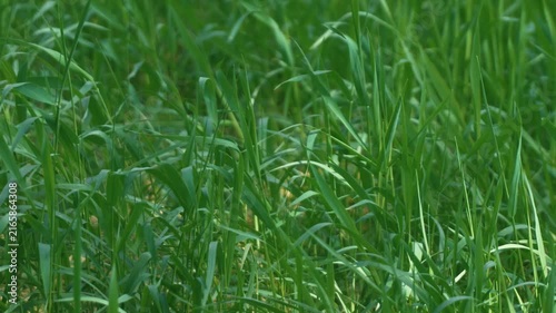Bright sunlight and green grass swaying in the breeze