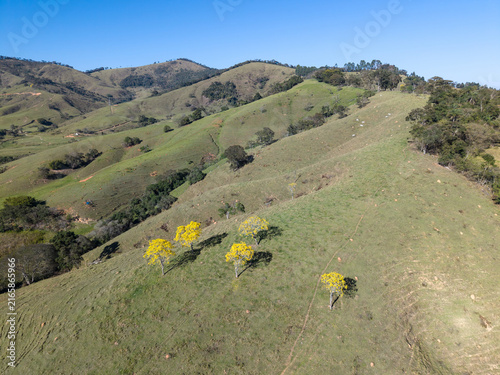 Aerial view of yellow flowers trees in a mountain in Brazilian countryside