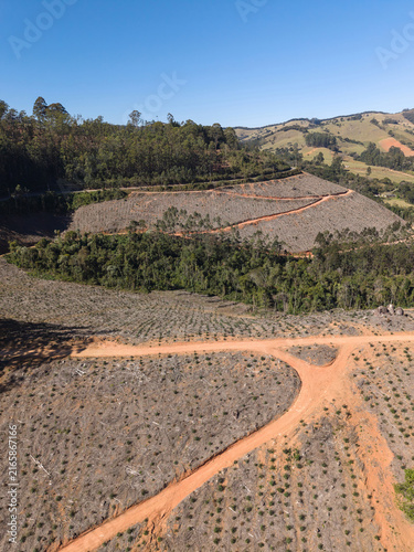 Aerial view of a recently planted eucalyptus farm beside a forest