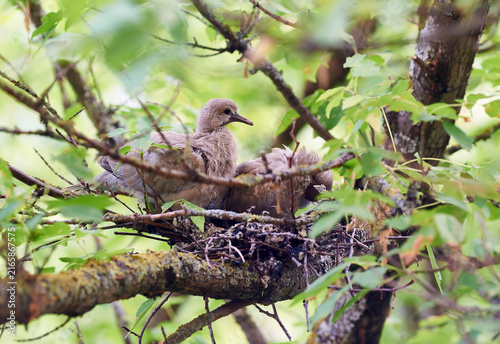 Foto Close up of young dove chick in nest with blurred sibling behind