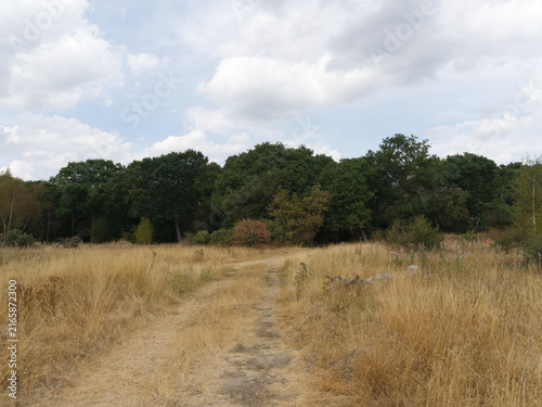 Fotografía Dry Grassland Trail Beneath Mature Trees