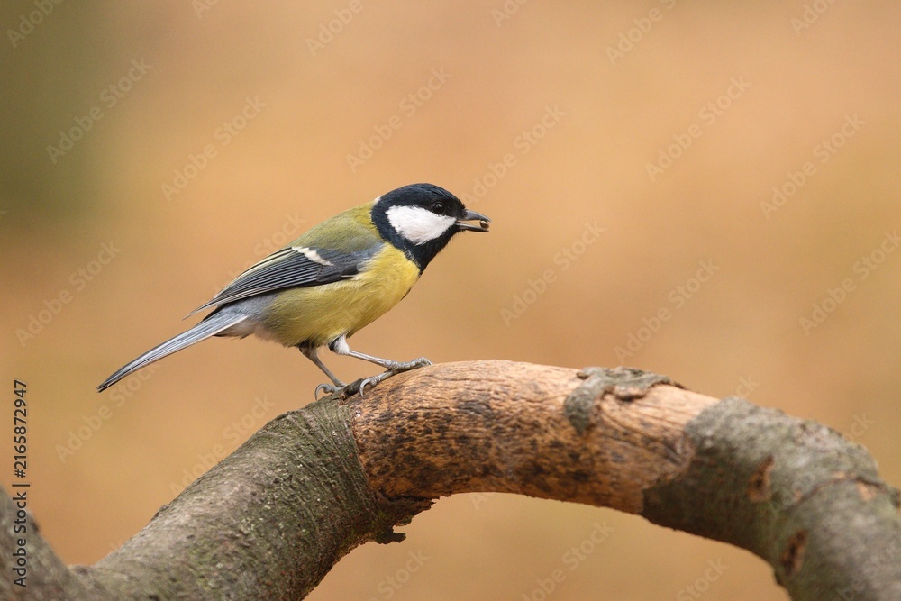 Fototapeta premium Great tit (Parus major)