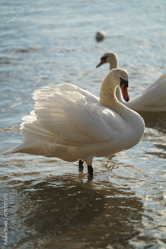 swans birds and seagulls in Black sea at Varna - BG