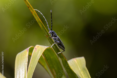 Bild auf Leinwand Agapanthia intermedia on a palm leaf