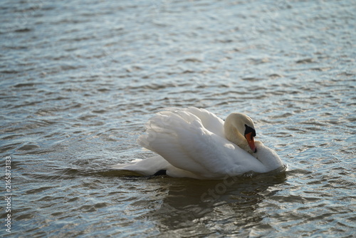 swans birds and seagulls in Black sea at Varna - BG
