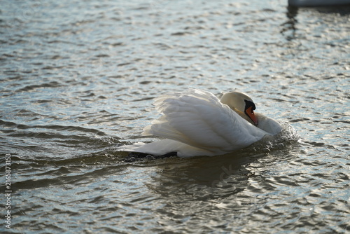 swans birds and seagulls in Black sea at Varna - BG