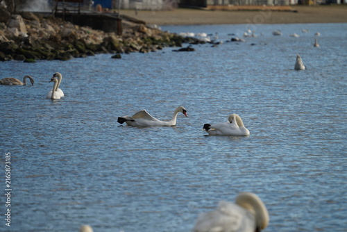 swans birds and seagulls in Black sea at Varna - BG