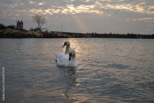 swans birds and seagulls in Black sea at Varna - BG