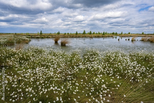 A bog with cottongrass (Eriophorum vaginatum) in spring, Goldenstedt Moor, Goldenstedt, Lower Saxony, Germany