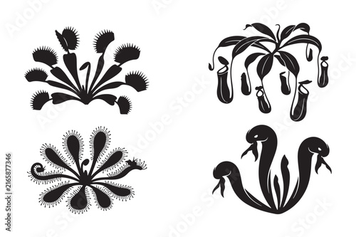 Carnivorous plants vector set with venus flytrap and pitcher plant
