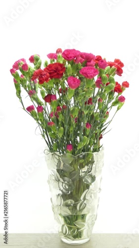 Time lapse of pink and red carnation (Dianthus caryophyllus) bouquet blooming from buds to full flowers in a glass vase on white background, vertical 4K.