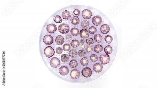 Time lapse of drying red onion (Allium cepa) slices isolated on a white background
