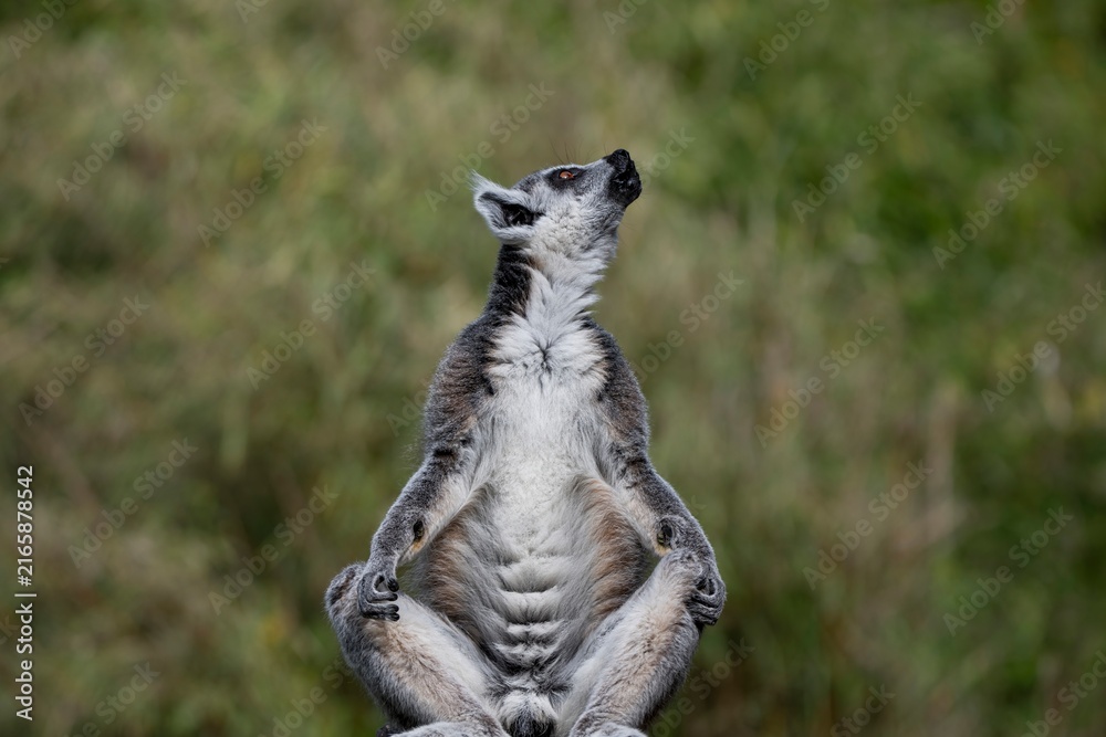 Obraz premium A Ring-Tailed Lemur (Lemur catta) basking in the sun.