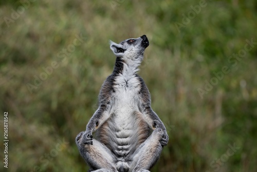 Quadro su tela A Ring-Tailed Lemur (Lemur catta) basking in the sun.