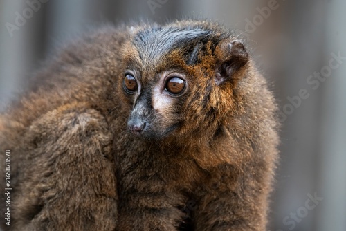 Canvas Print A Red-Bellied Lemur (Eulemur rubriventer).