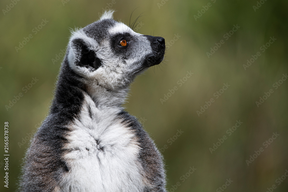 Fototapeta premium A Ring-Tailed Lemur (Lemur catta) keeping a look-out.
