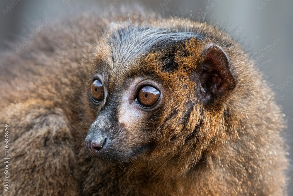 Fototapeta premium A Red-Bellied Lemur (Eulemur rubriventer).