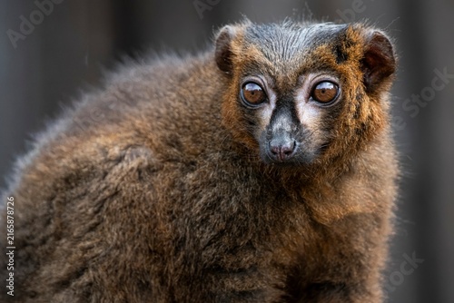 Sticker A Red-Bellied Lemur (Eulemur rubriventer).