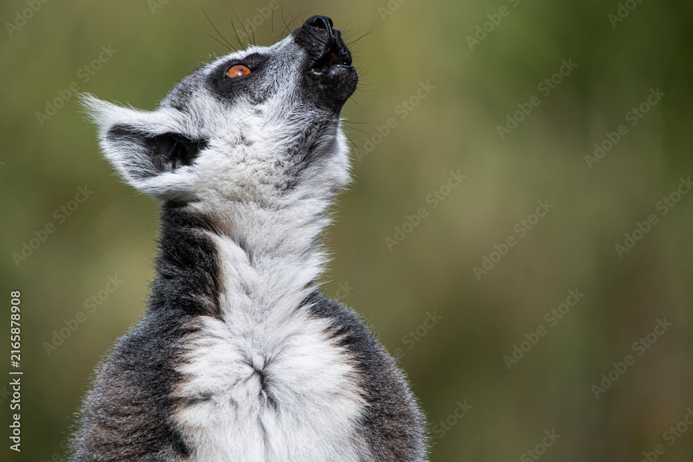 Fototapeta premium A Ring-Tailed Lemur (Lemur catta) keeping a look-out.