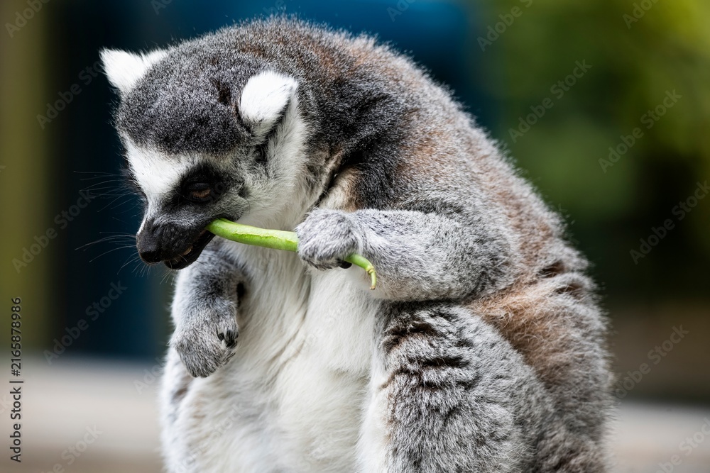 Fototapeta premium A Ring-Tailed Lemur (Lemur catta) eating.