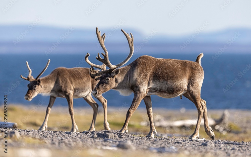 Naklejka premium Woodland caribou, Newfoundland, Canada. 