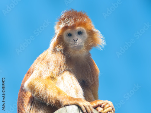 Photography Cute javan lutung monkey sitting against blue sky background.