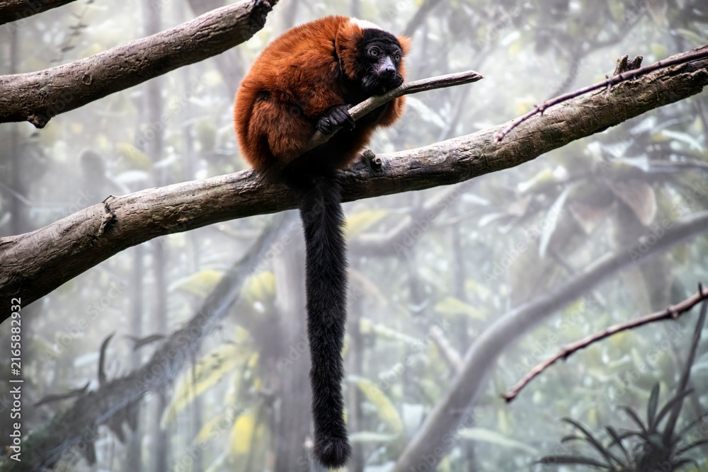 Obraz premium A Red Ruffed Lemur (Varecia rubra) resting in a tree.