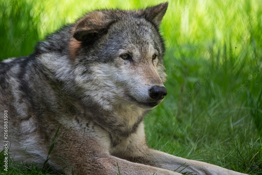 Fototapeta premium An Eurasian wolf (Canis lupus lupus)