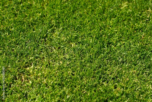 Фотография Closeup image showing a lush, well-maintained grass lawn under direct sunlight