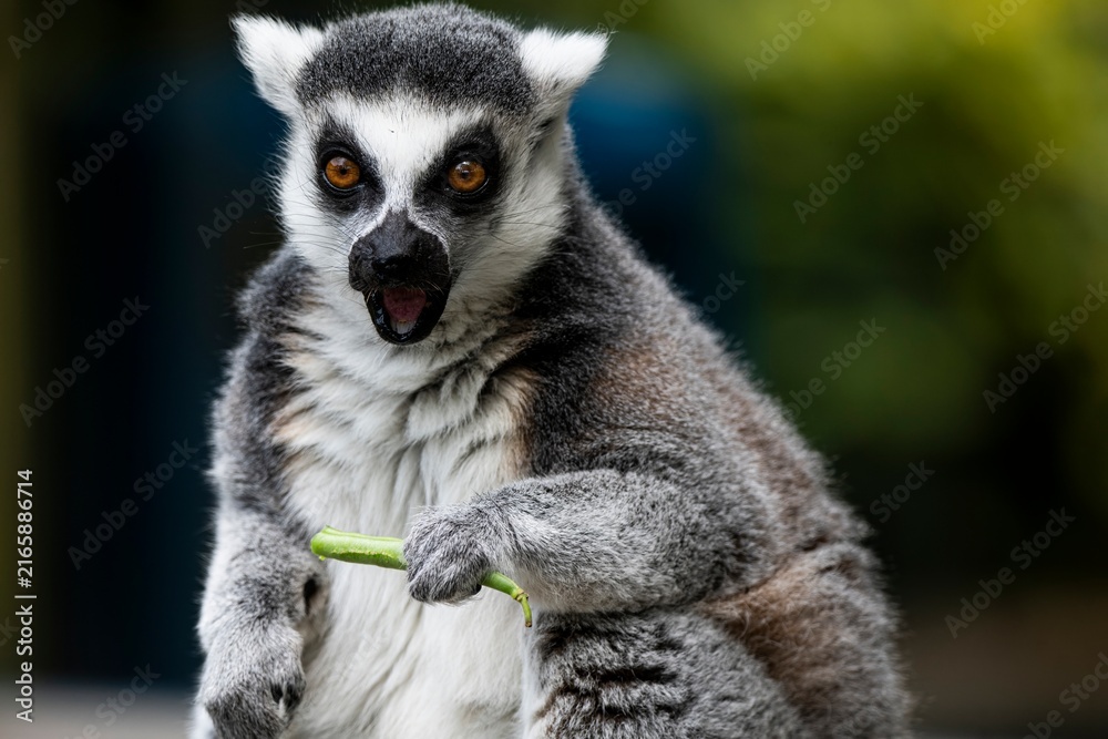 Fototapeta premium A Ring-Tailed Lemur (Lemur catta) eating.